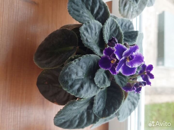 Фиалка махровая