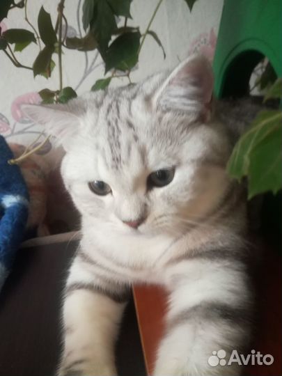 Шотландский кот вязка