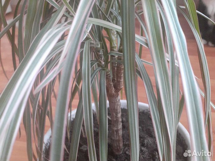 Драцена Маргината