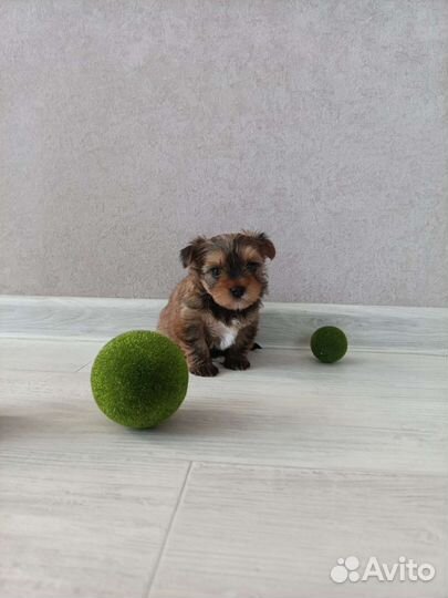 Йоркширский терьер щенки
