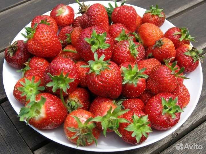 Клубника рассада