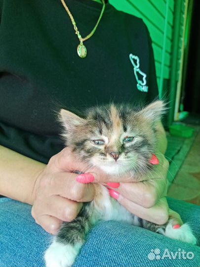 Котенок девочка в добрые руки трехцветка ест все