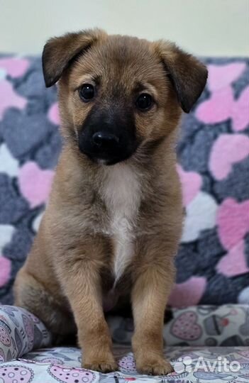 Щенок мальчик в добрые руки