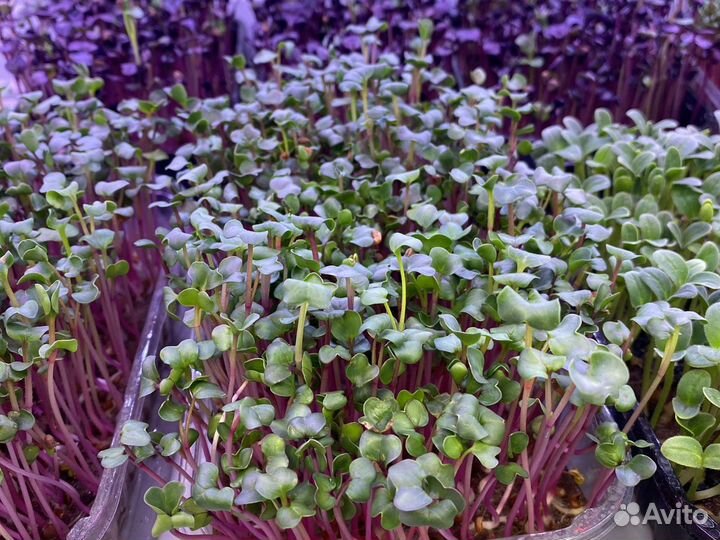 Микрозелень