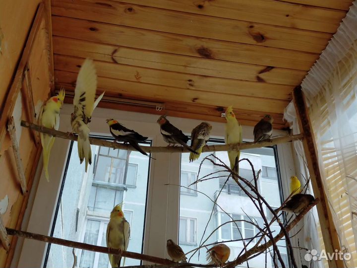 Птенцы кореллы 2 месяца