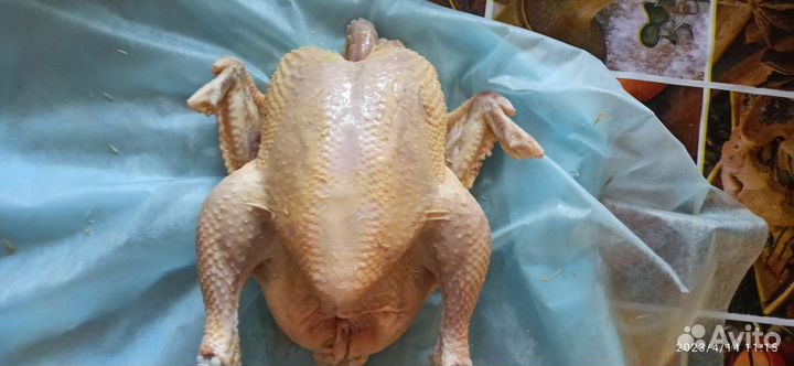 Козье молоко, творог, яйцо куриное, бройлер