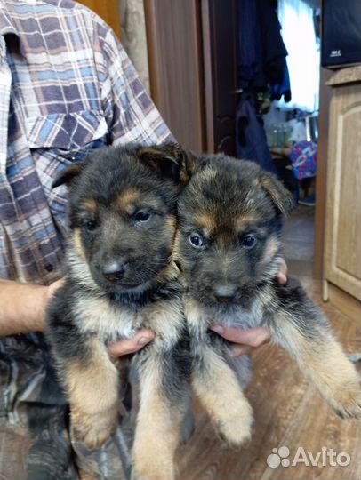 Немецкая овчарка