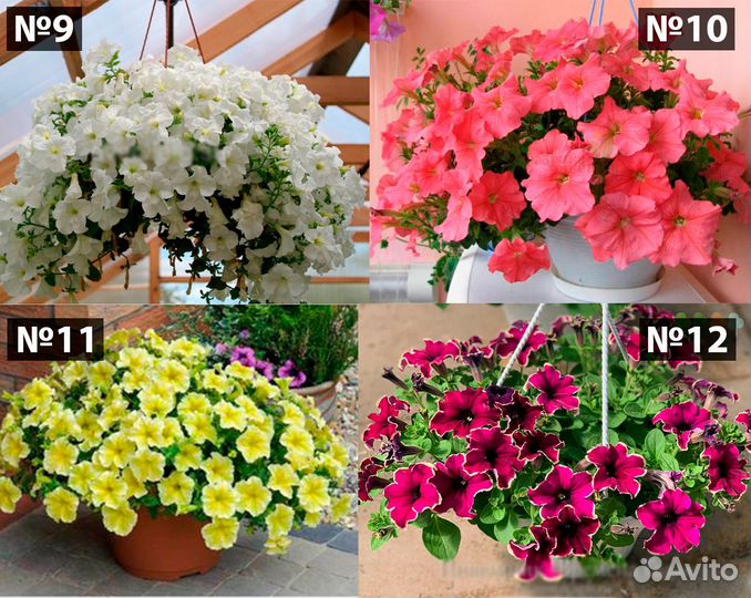 Петуния ампельная вегетативная рассада