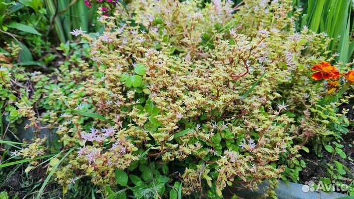 Очиток (два сорта)