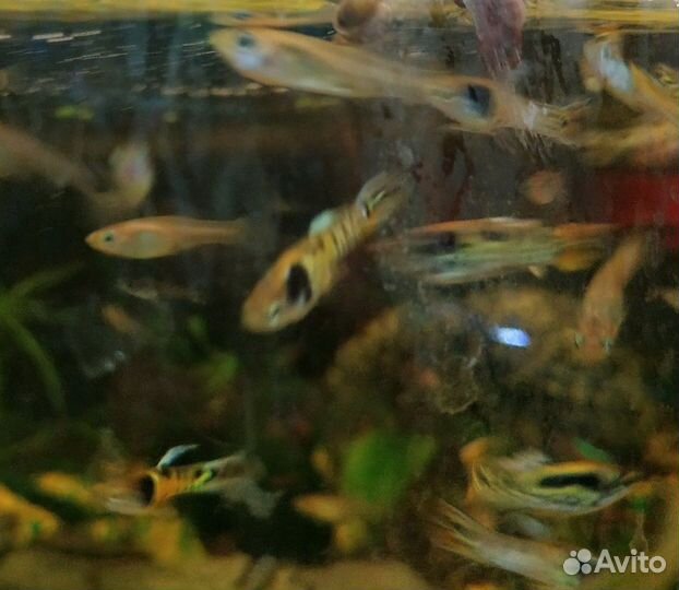 Гуппи эндлера тигровые