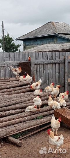 Петушки Ломан Браун