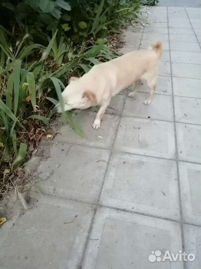 Девочка 7,5 кг в холке 33 см,стерилизована