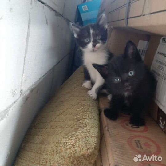 Котята бесплатно