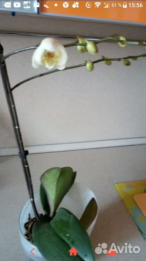 Орхидея фаленопсис