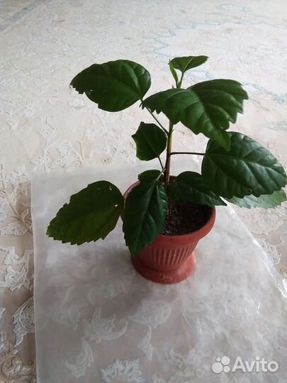 Китайская роза
