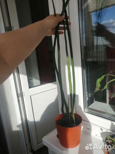 Сансевиерия спайк