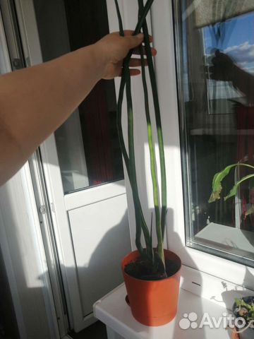 Сансевиерия спайк