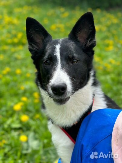 Собака в добрые руки / щенок в дар