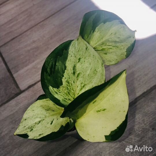 Сциндапсусы