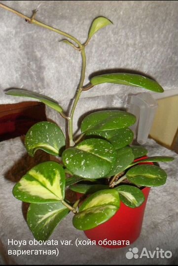 Каланхоэ Федченко вариегатное и др