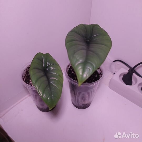 Клубни и детки алоказий