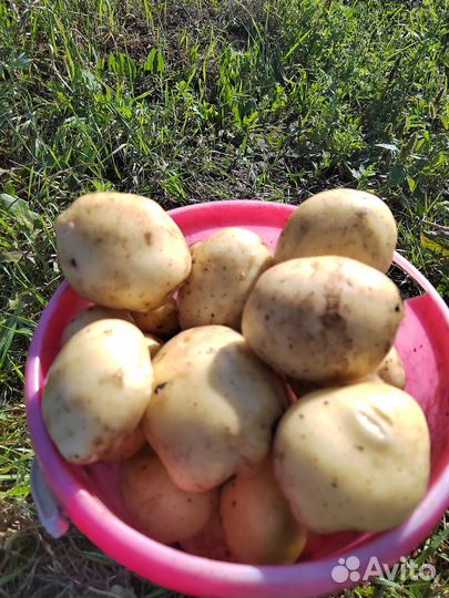 Продаю картофель