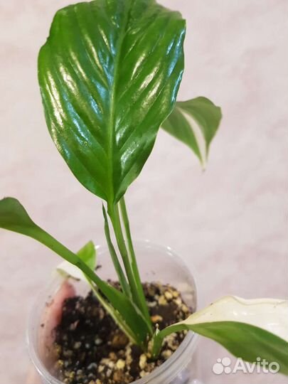 Спатифиллум пикассо