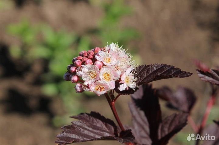 Саженцы пузыреплодника