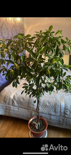 Большие комнатные цветы