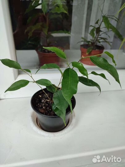 Комнатные цветы