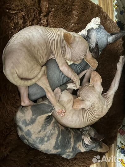 Канадский сфинкс котенок