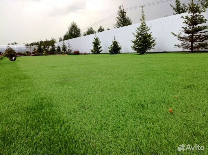 Газонная трава