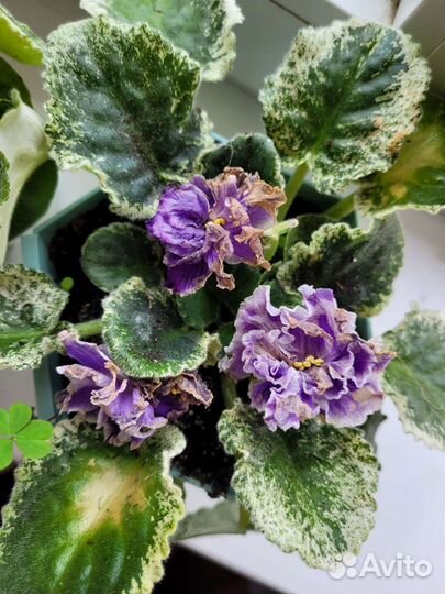 Фиалка в горшках