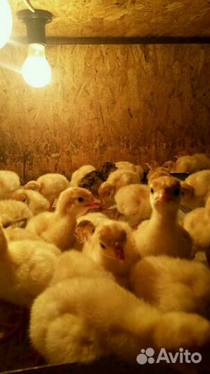 Индюшата,Хайбрид конвертер,Цыплята,Утята,Муларды