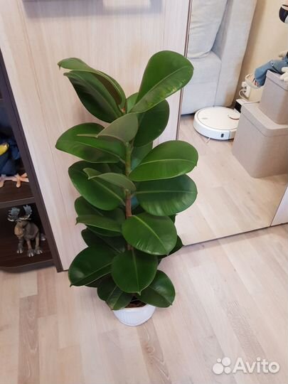 Фикус 