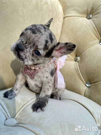 Французский бульдог щенки