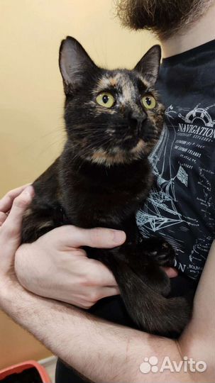 Хлопушка в добрые ручки