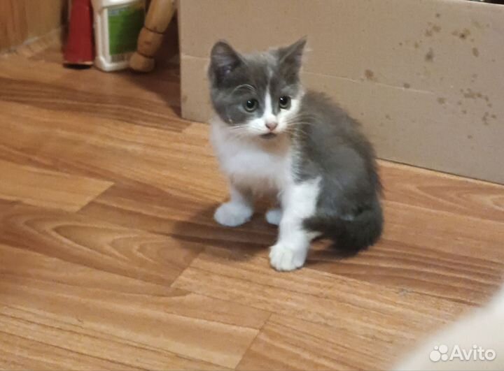 Отдам британских котят