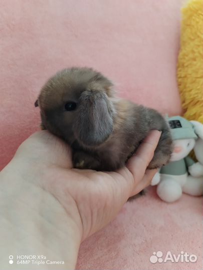 Малышы минилопы