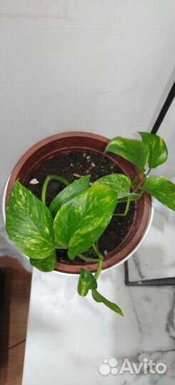 Эпипремнум золотистый