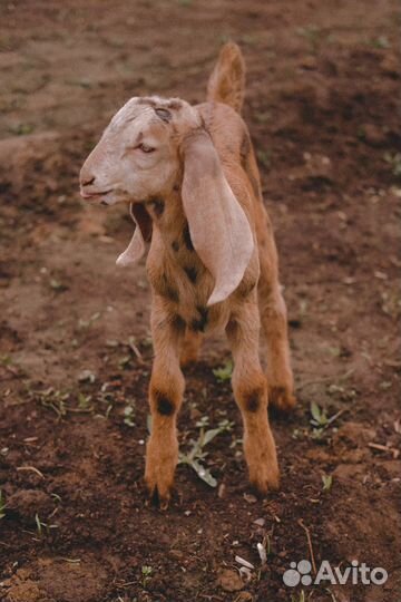 Козёл Нубо-Комори,козлята