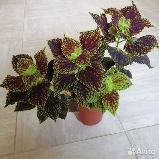 Сингониум, фикус, филодендрон, эписции