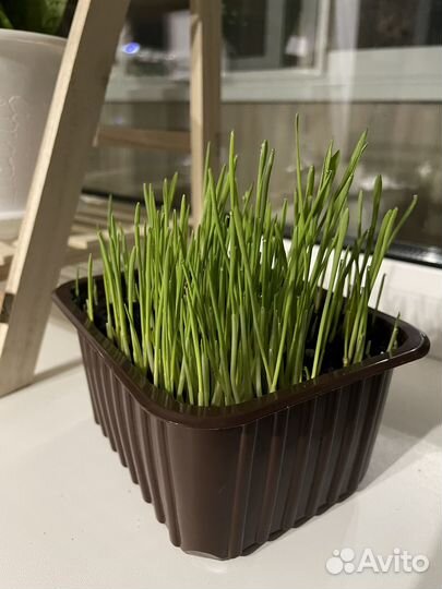 Трава для кошек