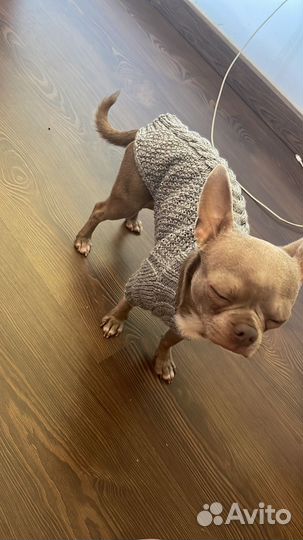 Вязка чихуахуа Испанец в Санкт-Петербурге