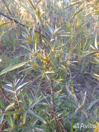 Облепиха саженцы