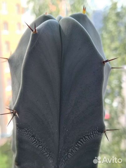 Кактусы редкие