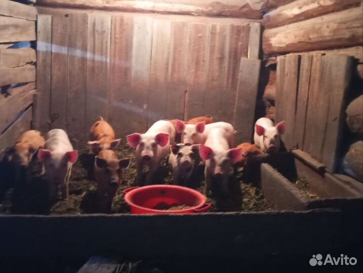 Поросята