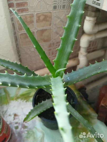 Алоэ древовидный