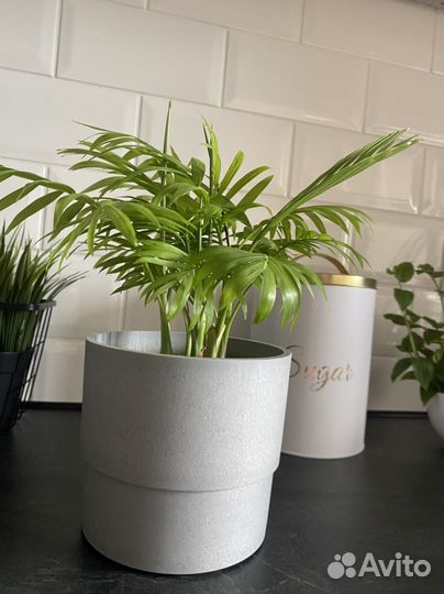 Пальма хамедорея