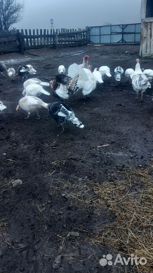 Индюки домашние